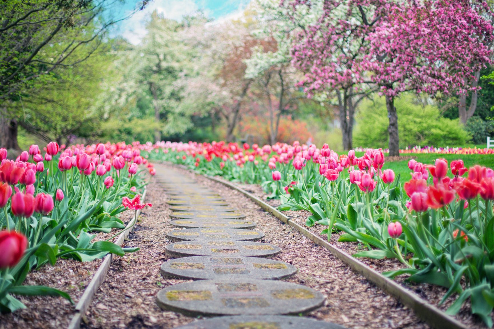 A park with a path in the middle of the photo, pink tulips border the path.