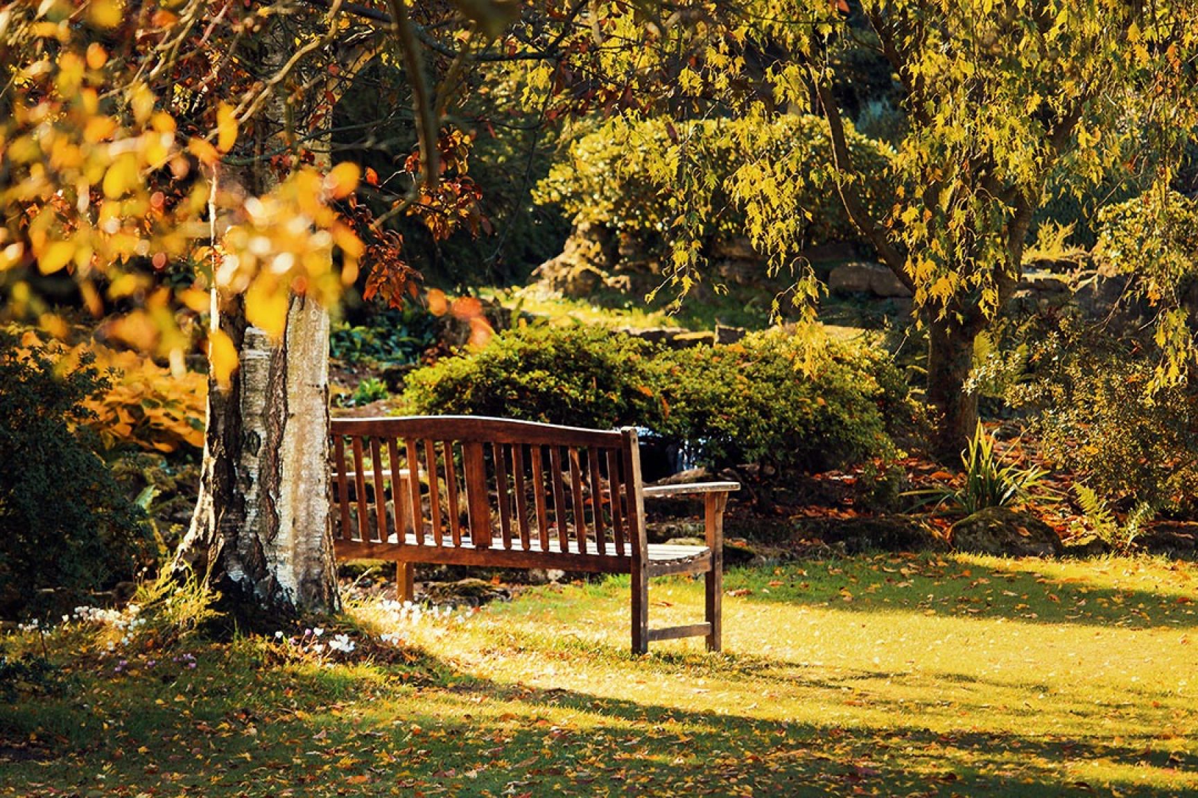 A park, there is a bench next to a tree and it is lit up by the sun.