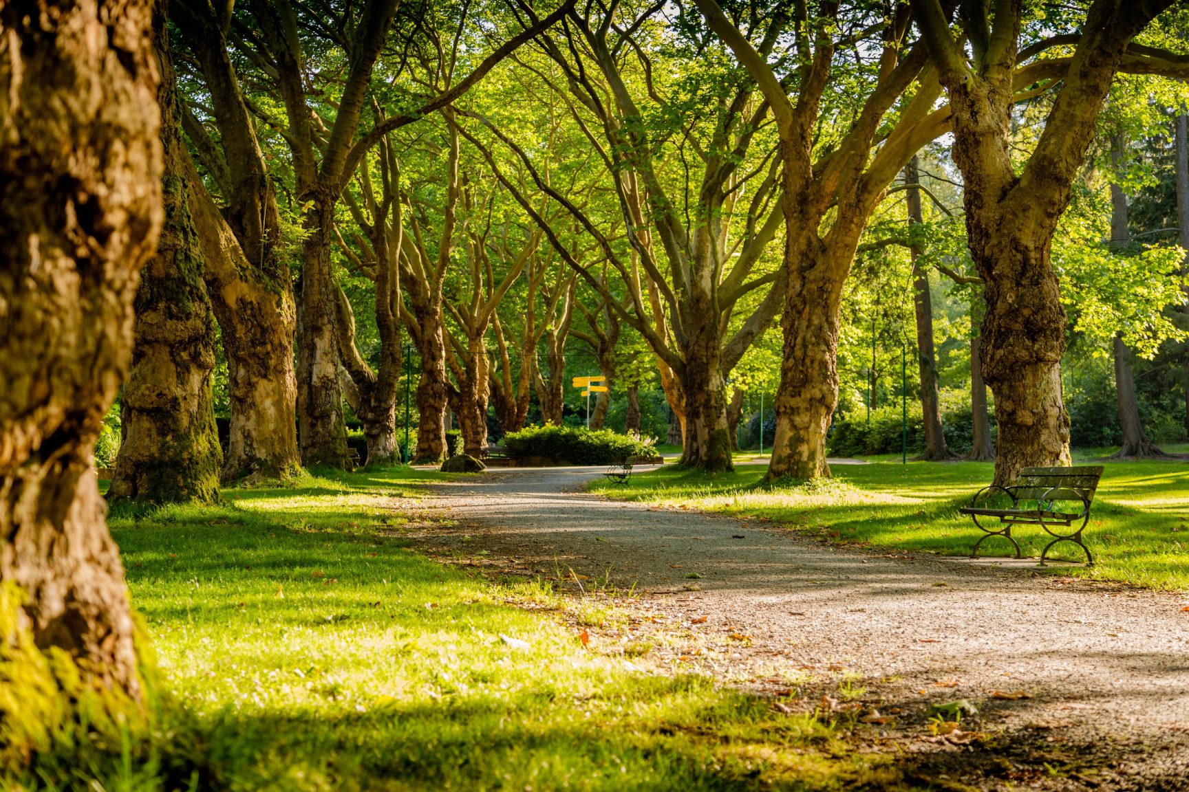 A path through a park that had large tress at the side of the path. It's a sunny day.