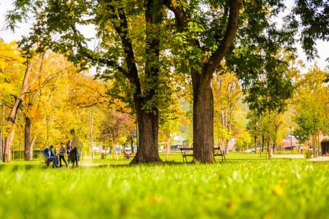 A park full of trees, the grass is green and the tree leaves are starting to turn yellow.